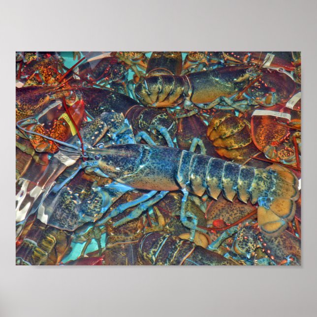 Póster Langosta azul, Maine (Frente)