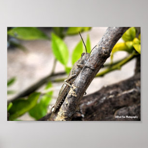 Póster Langosta Egipcia en Rama