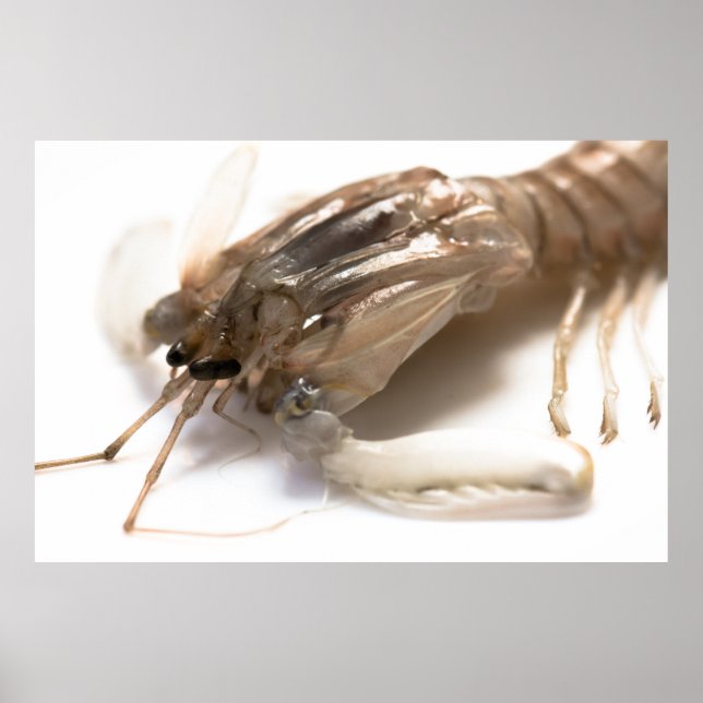 Póster Langoustina (Frente)