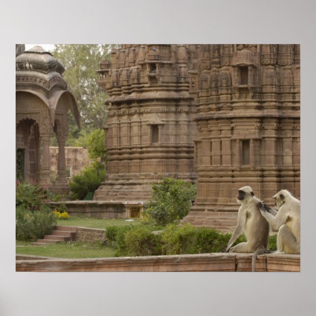 Póster Langurs de Hanuman o de cara negra, común o gris (Frente)