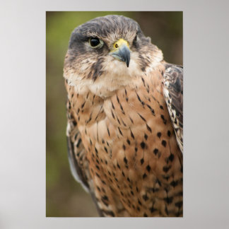 Póster Lanner Falcon