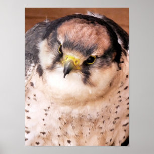 PÓSTER LANNER FALCON BIRD