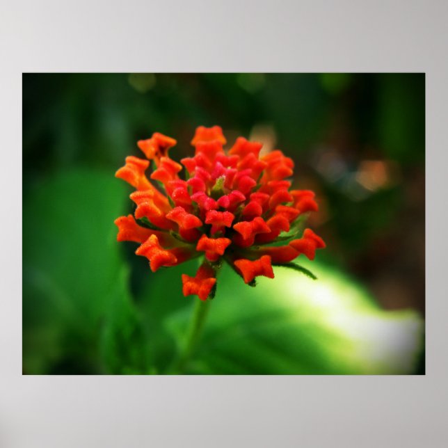 Póster Lantana (Frente)