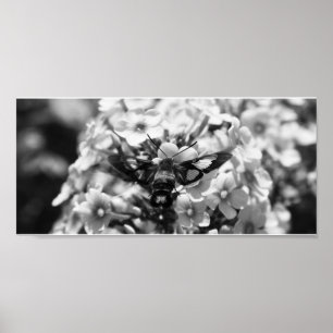 Póster Lápiz de aclaramiento en B&W 2