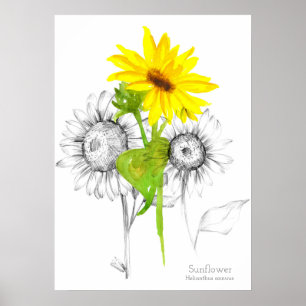 Póster Lápiz de acuarela de girasol Dibujo botánico
