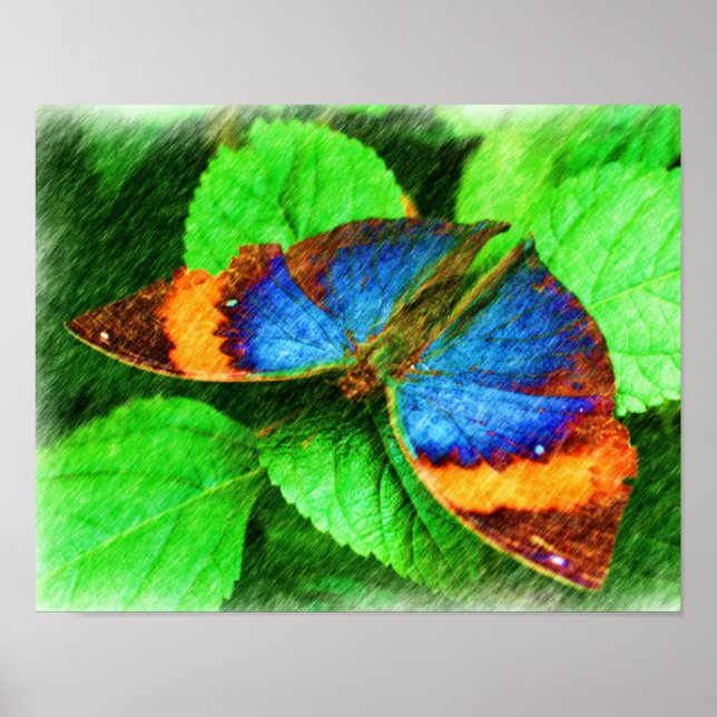 Póster Lápiz natural de mariposa colorido (Frente)