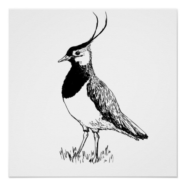 Póster Lapwing Monochrome Print (Anverso)