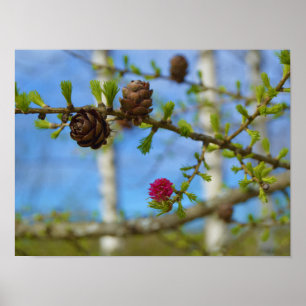 Póster Larch blossoms