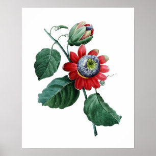Póster LARGE Botanical print of PASSIFLORA by Redoute