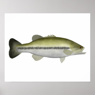 Póster Largemouth Bass