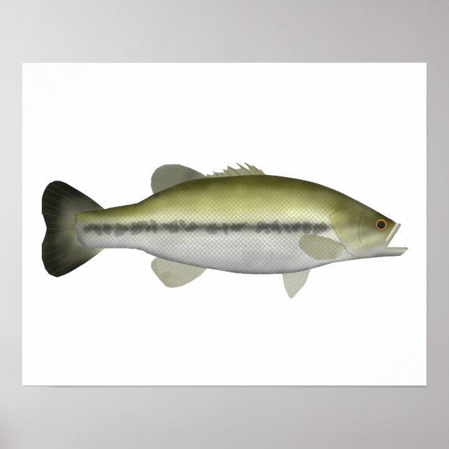 Póster Largemouth Bass (Frente)
