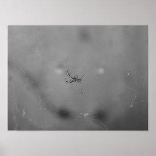 Póster Larinioides sclopetarius