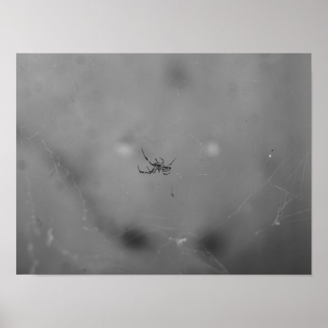 Póster Larinioides sclopetarius (Frente)