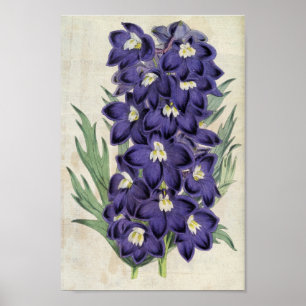 Póster Larkspur de Bee Fraser Botánico Vintage