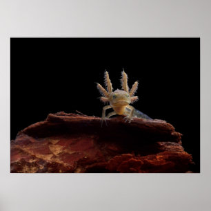 Póster Larve con cresta del newt