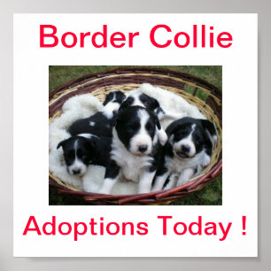 Póster Las adopciones del perro del border collie firman