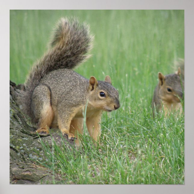 Póster Las ardillas en juego (Frente)