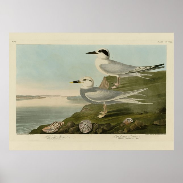 Póster Las aves auduónicas de Havell y Trudeau de América (Frente)
