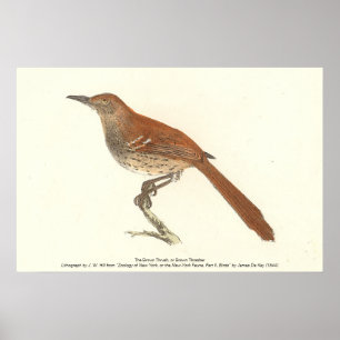 Póster Las Aves de Nueva York, las Arañas Marrones o Marr