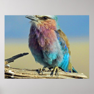 Póster las aves son los únicos animales con plumas