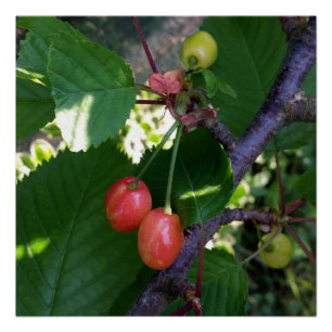 Póster Las cerezas se ponen rojas