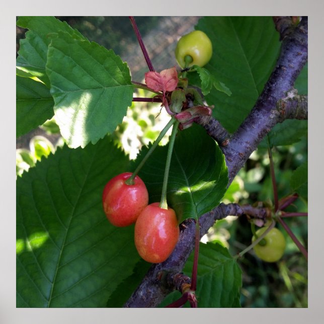 Póster Las cerezas se ponen rojas (Frente)
