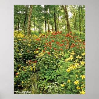 Póster Las colinas están vivas con flores silvestres