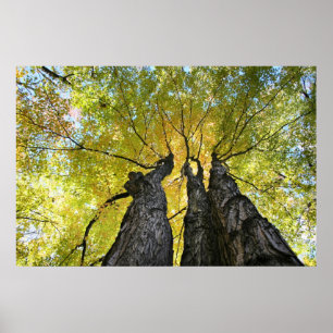 Póster Las damas bailan