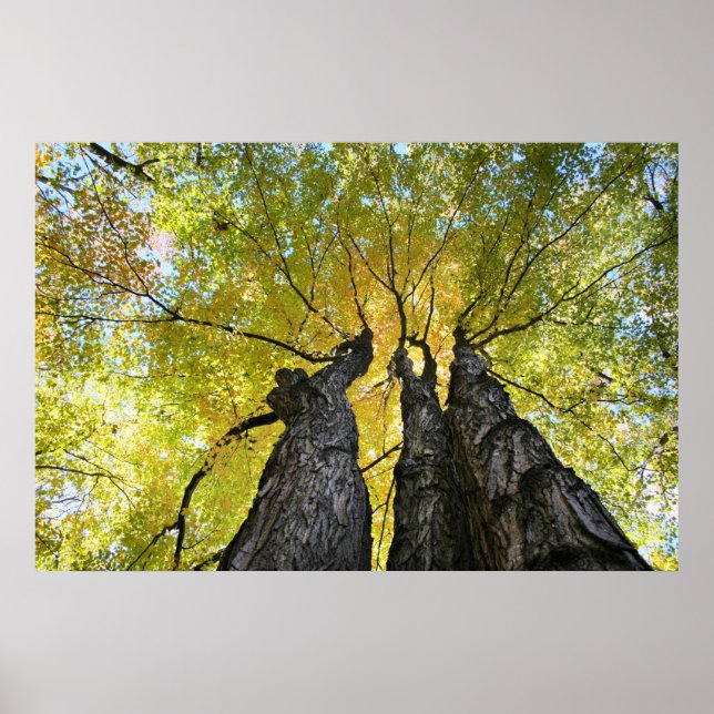 Póster Las damas bailan (Frente)