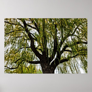 Póster las esperanzas de primavera apagadas