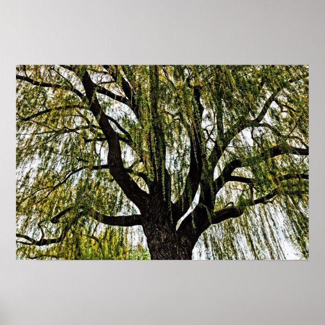 Póster las esperanzas de primavera apagadas (Frente)