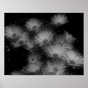 Póster Las flores africanas de margarita blanco negro alt