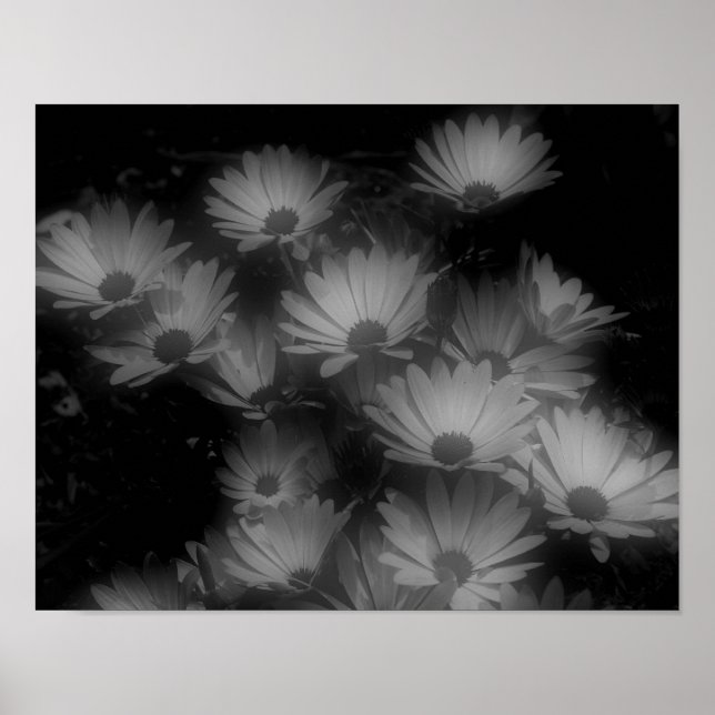Póster Las flores africanas de margarita blanco negro alt (Frente)