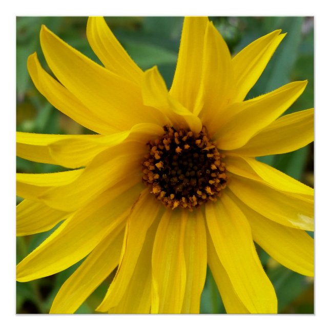 Póster las flores amarillas del otoño (Anverso)