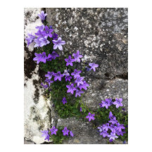 Las flores de Campanula crecen en una pared