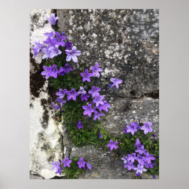 Póster Las flores de Campanula crecen en una pared