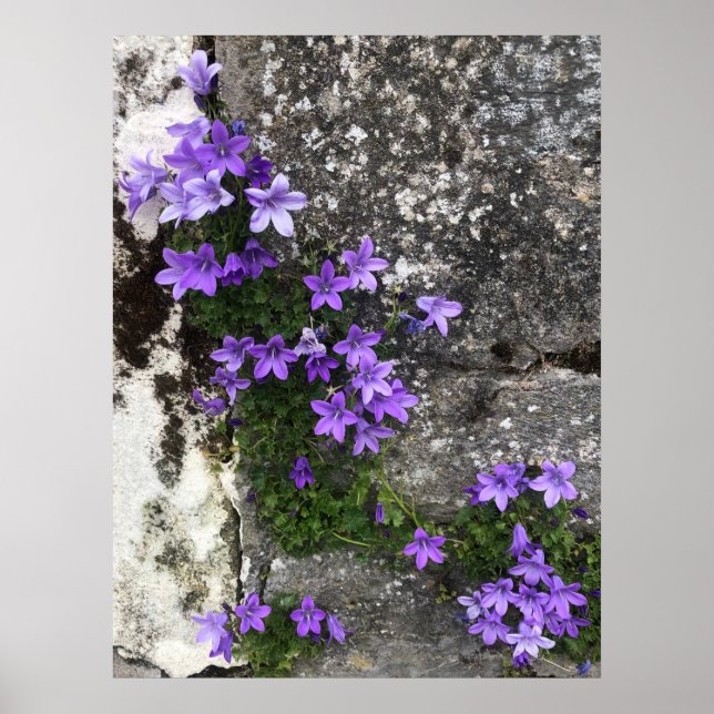 Póster Las flores de Campanula crecen en una pared (Frente)