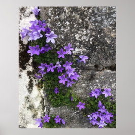 Póster Las flores de Campanula crecen en una pared