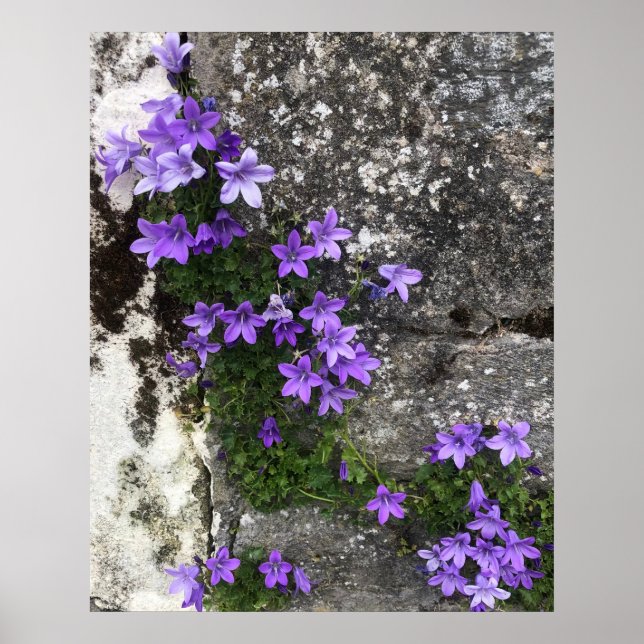 Póster Las flores de Campanula crecen en una pared (Frente)