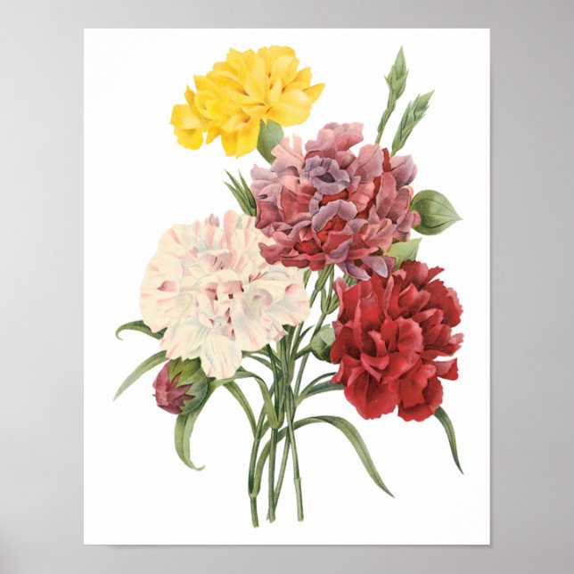 Póster Las flores de los jardines de Dianthus Redoute (Frente)