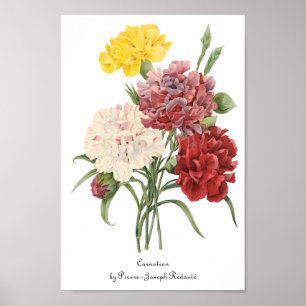 Póster Las flores de los jardines de Dianthus Redoute