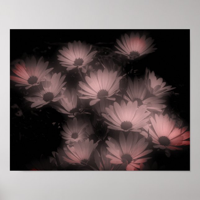 Póster Las flores de margarita africanas están teñidas de (Frente)