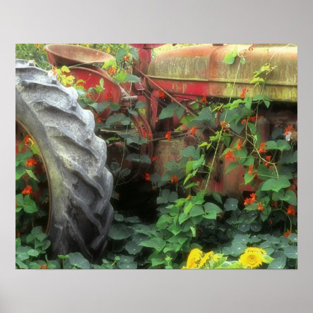 Póster Las flores de primavera adornan un tractor viejo. (Frente)