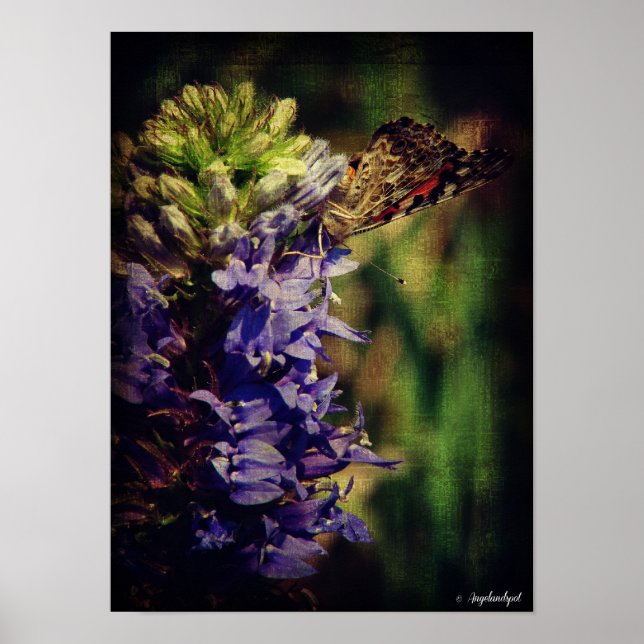 Póster Las flores mariposa y púrpura (Frente)