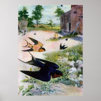 Póster Las golondrinas de Barn vuelan alrededor de viejos