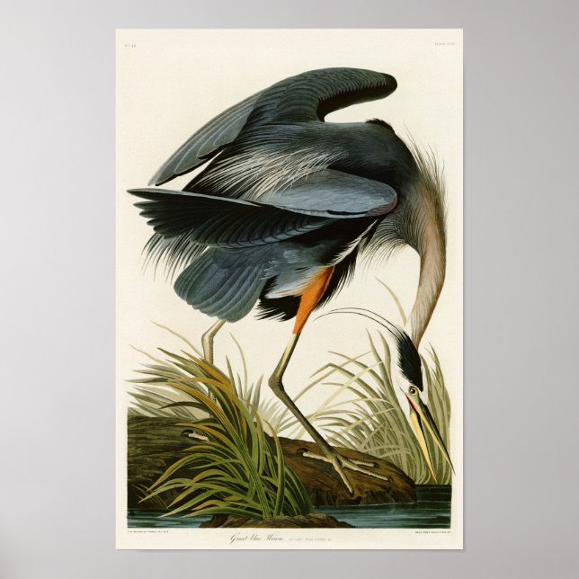 Póster Las grandes aves de América de la garza azul John  (Frente)