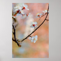 Las magníficas flores japonesas de albaricoque