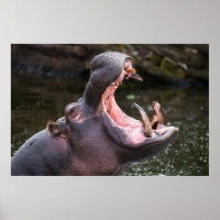 Las mandíbulas masivas de Hippo