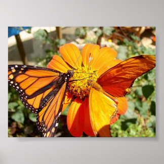 Póster Las mariposas de Hal