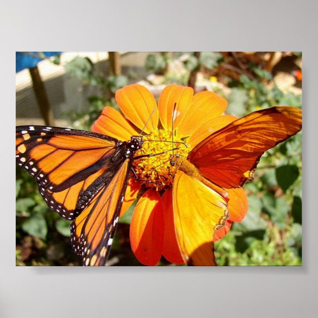 Póster Las mariposas de Hal (Frente)